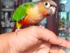 Full Tame Yellow-Sided Green Cheek Conure