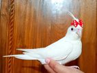 Full tamed albino cockatiel