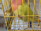 Full Tamed Love Bird For Sale