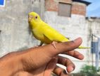 Bird for sell