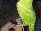 Full tem baby female parrot