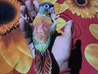 Full tem green cheek conur baby