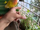 Full Tem Lovebird