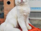 full white persian Cat