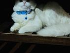 Full White Persian