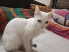 full white trined cat