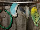 Fully Adult Budgies