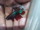 Fully adult female rosetail betta(loaded)