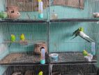 Fully Healthy And Colorful Budgie Birds