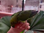 Fully Tamed Love bird (Female)