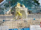 Fully tamed lutino cockatiel pair with full setup for sell