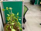 Furnished Office Space Rent @ College Gate , Mohammadpur