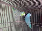 Furpas Breeding Pair