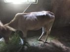গাভি আর ডেকি বাচ্চা