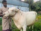 গাভি বাচ্চা সহ বিক্রি করা হবে