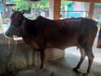 গাভি বাছুর বিক্রি হবে