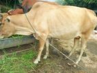গাভী বাচ্চা সহ বিক্রি হবে