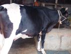গাভী ভালো জাতের ।(১৪২নং)