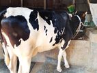 গাভী গরু উন্নত জাতের।(১০২১নং)