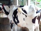 গাভী কিনুন উন্নত জাতের ।(৯১৬নং)