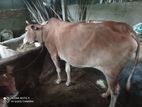 গাভী ও ষাড় বাছুর বিক্রয়