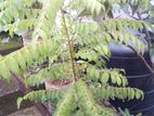 গাছ বিক্রি করা হবে