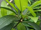 গাছ বিক্রি হবে