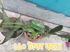 গাছ বিক্রি করা হবে।