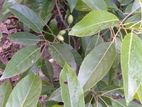 গাছ বিক্রয় হবে