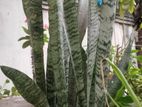 গাছের চারা