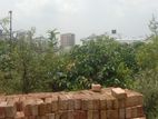 গাছ বিক্রি হবে