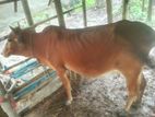 গাই বাছুর
