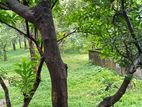 গাজীপুরে নিষ্কণ্টক ১২ বিঘা জমি বিক্রয় হবে