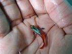 গাপ্পি মাছ মালি প্লাটি