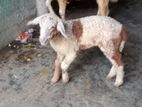 গাড়ল বাচ্চা সহ