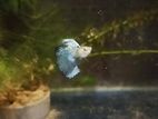 Gappy Fish
