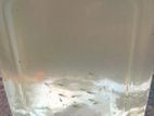 Gappy Fish Fry