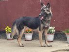 Garman shepherd gsd