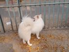 Garman Spitz Dog Male