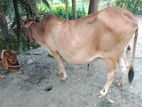 গবাদি পশু