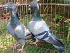 German racer houmar pigeons