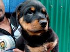 German Rottweiler puppy