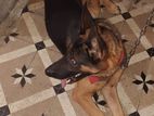 German Shepard Pure Breed