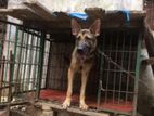 German Shephard Female