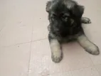 German Shephard