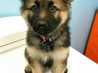 German shepherd 3 or 2 monts baby