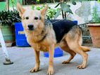 German Shepherd Dog