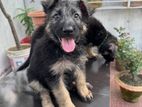 German Shepherd Dog