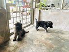 German Shepherd - Double Coat Long Puppies for Sale