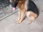 German shepherd Female